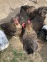 Катунски кокошки - Уникални, снимка 1 - Кокошки и пуйки - 42894938
