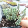 Седум „Син Смърч“, Sedum „Blue Spruce“, снимка 8