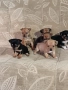 мини чиху пинчер , снимка 17