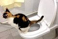 Да научим котката да ходи в човешката тоалетна! котешка коте, снимка 5