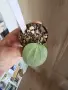 Хоя Latifolia Silver, снимка 2