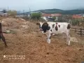 Отбити месодайни телета , снимка 2