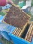 Отводки малки пчелни семейства, снимка 8