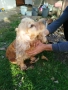 Женски Кокер Шпаньол, снимка 5