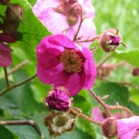 Малина (rubus odoratus), снимка 1 - Градински цветя и растения - 38067275