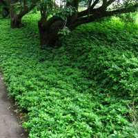 Pachysandra terminalis - Пахисандра, снимка 3 - Градински цветя и растения - 30390748