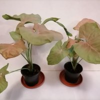 Сингониум розов/Syngonium podophyllum"Neon Robysta", снимка 2 - Стайни растения - 39796493