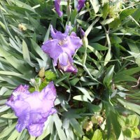 Ирис, снимка 2 - Градински цветя и растения - 40811693