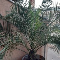 Финикова палма, снимка 1 - Градински цветя и растения - 42156960