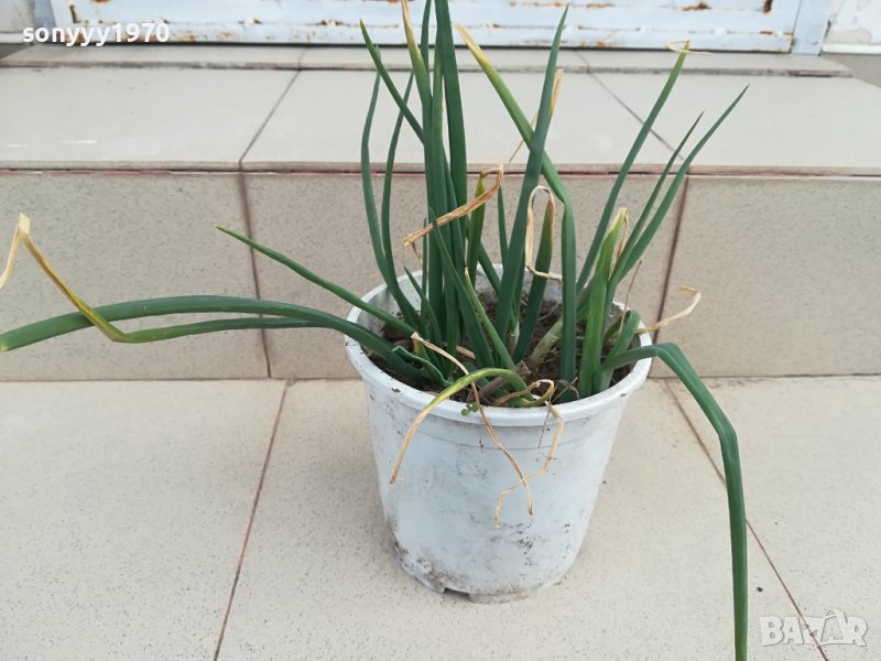 лук в саксия с пръст-за дома терасата 2102241331, снимка 1