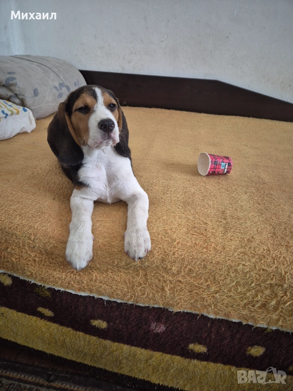 Продавам Бийгъл, снимка 1