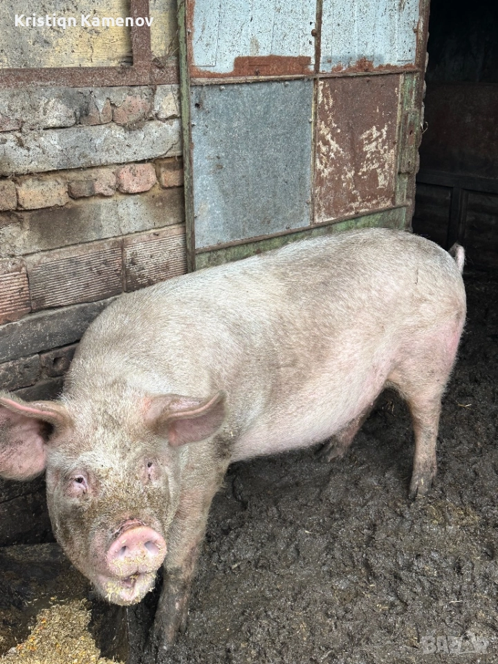 Продавам прасе, снимка 1
