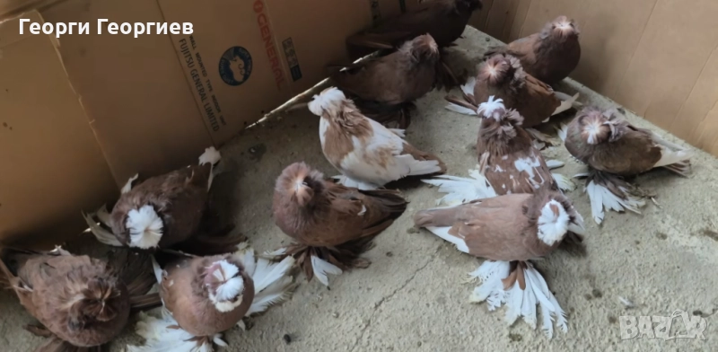 Гълъби бухари , снимка 1
