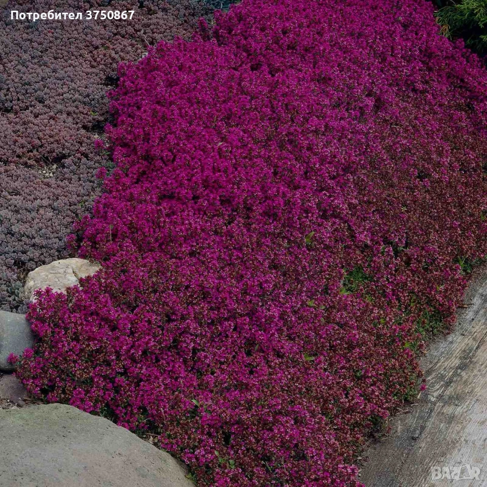 🌿💜 Thymus vulgaris ‘Purple Beauty’ / Пълзяща мащерка , снимка 1