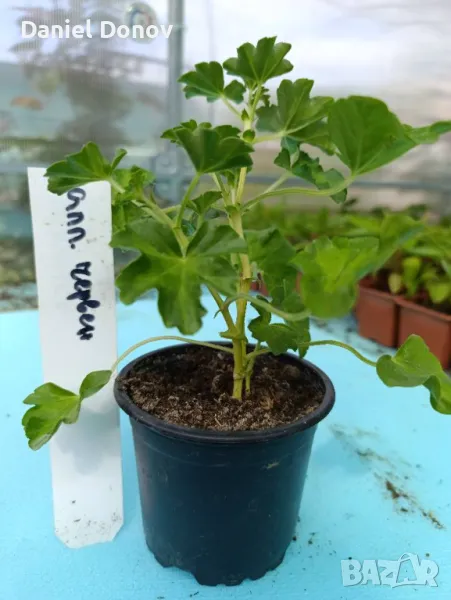 Градински и саксийни цветя, снимка 1