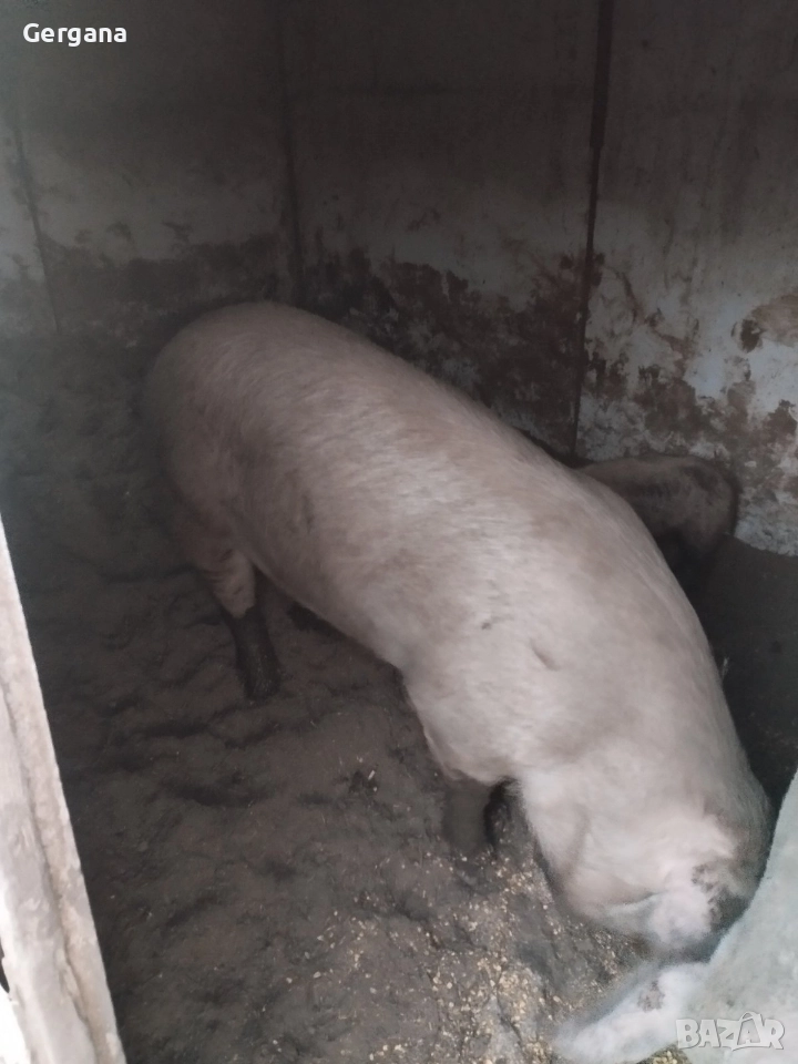 Продавам прасе, снимка 1