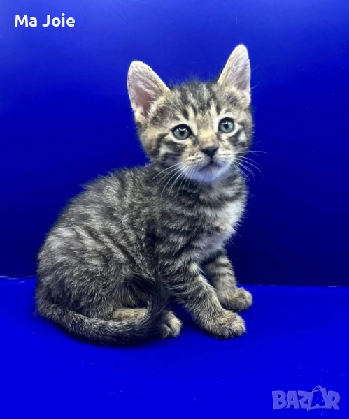 Подарявам коте котенце - страшна красотаааа!, снимка 1