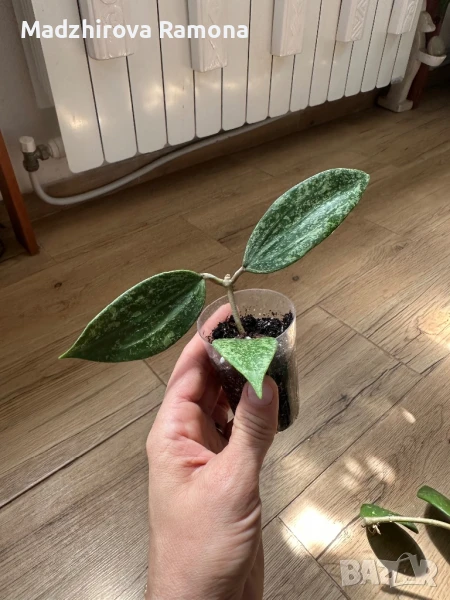 Hoya Rangsan , снимка 1