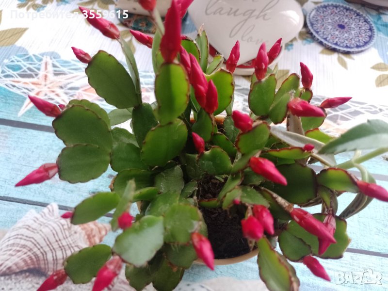 красиво цвете в саксия, снимка 1