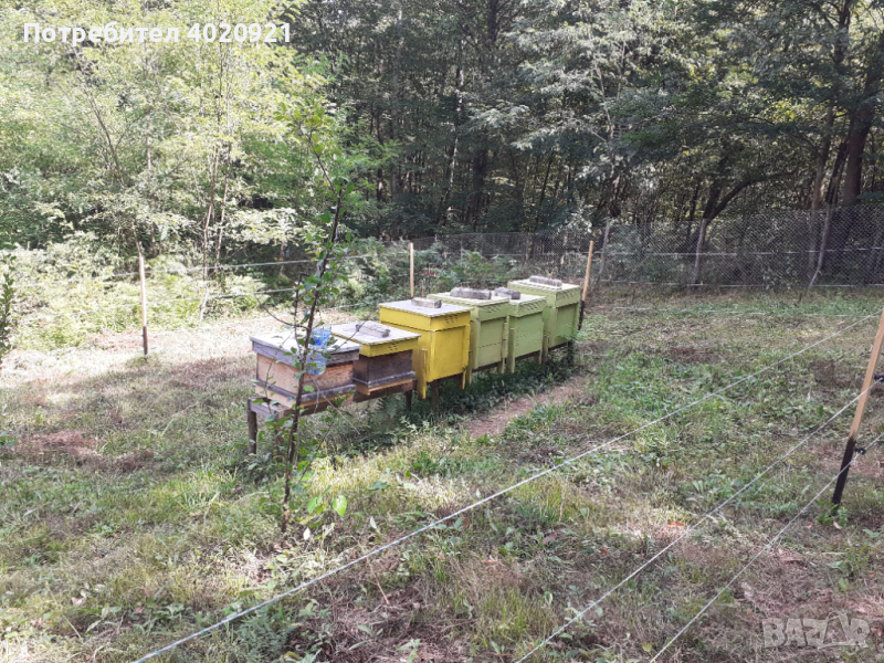 Продавам пчелни семейства, снимка 1