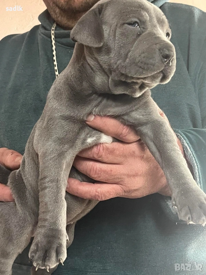 питбул блу нос мъжки и женски, снимка 1