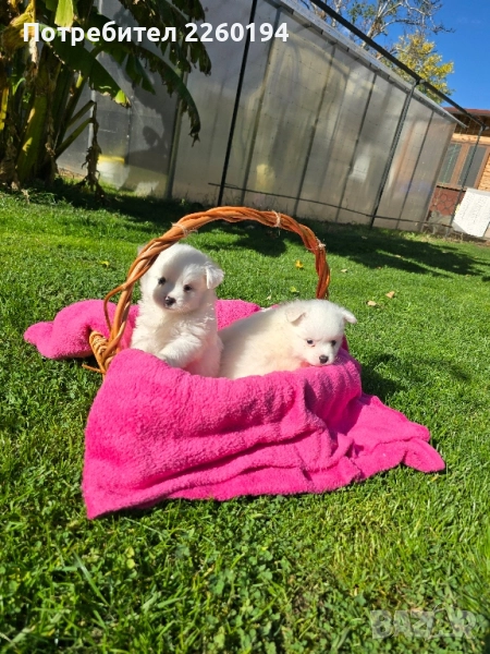 Померан Померанче , снимка 1