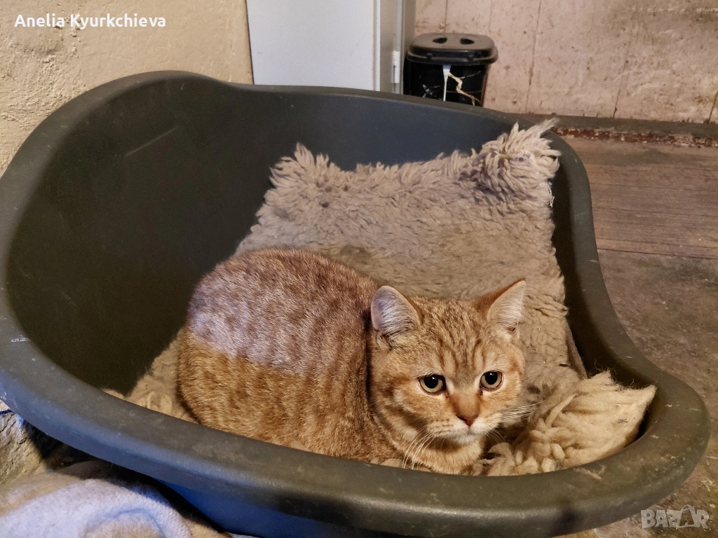 британско късокосменно , снимка 1