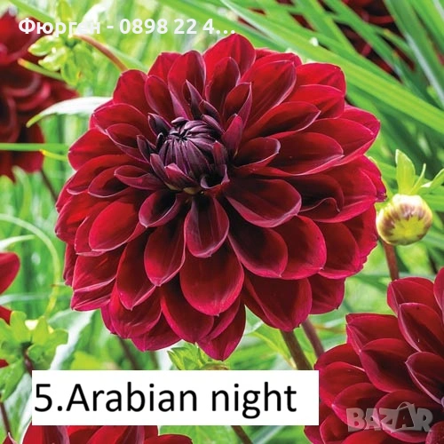 Луковици - Коренище на Далия   - Цена за 1 бр.: 2,50 € / 4,89лв. , снимка 1