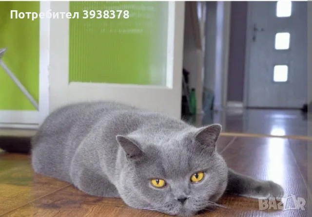 Британско коте женско, снимка 4 - Британска късокосместа - 56274206