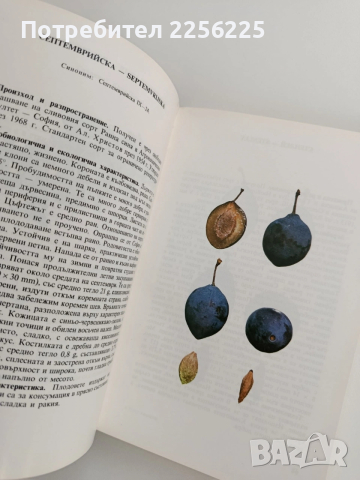 Малка полмология ( 1 и 2), снимка 6 - Специализирана литература - 53154707