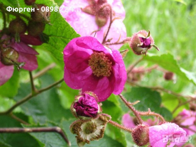 Малина (rubus odoratus)
