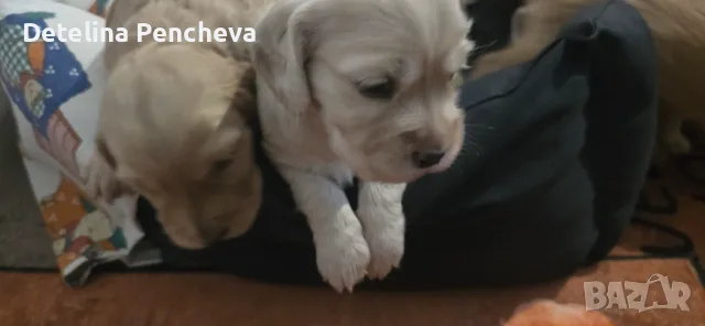 Чистокръвни Кокер шпаньол , снимка 5 - Кокер шпаньол - 55779559