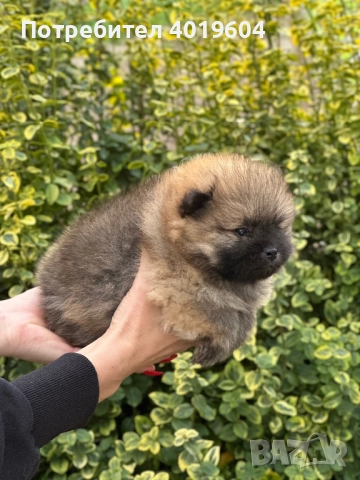 Померан померанчета, снимка 8 - Померан - 52504749