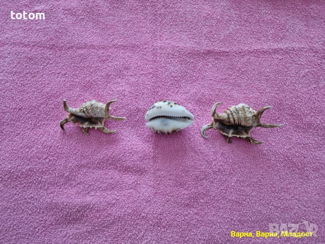 Морски раковини, снимка 6 - Декорация за дома - 50544695