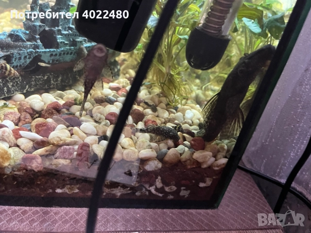 Анциструси, снимка 8 - Рибки - 44657433