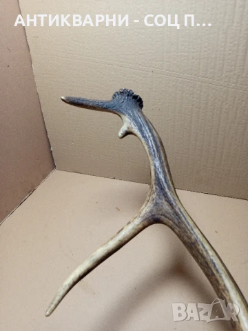 Стар Голям Единичен Еленски Рог Рога., снимка 9 - Антикварни и старинни предмети - 51321602