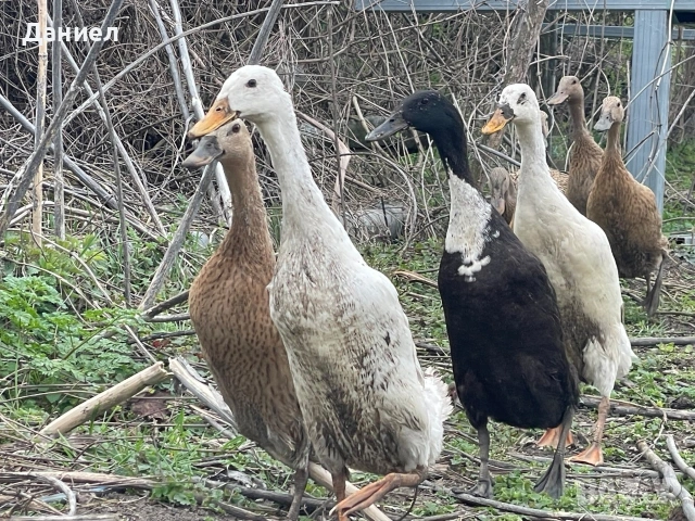 Яйца от Индийски бегач