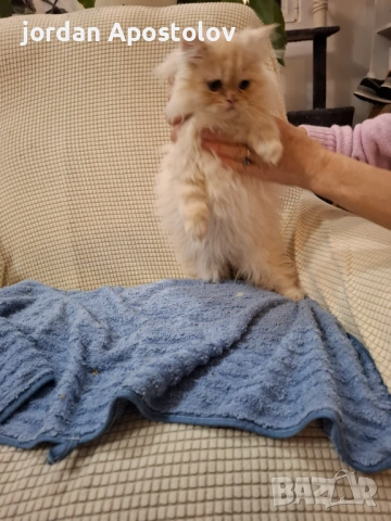 Персийски котенца, снимка 7 - Персийска - 53263117