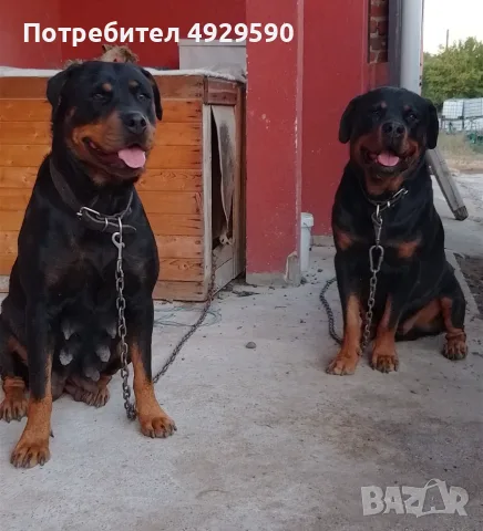Продавам ротвайлери, снимка 10 - Ротвайлер - 55800276