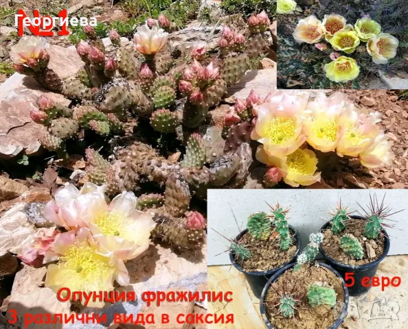 Градински студоустойчиви кактуси