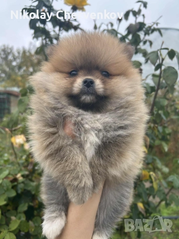 Померан померанчета, снимка 4 - Померан - 52311107
