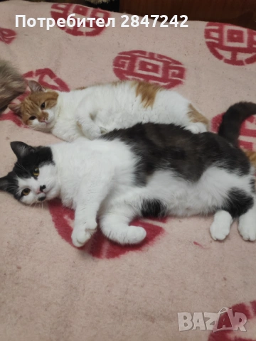 Домошарчета, снимка 2 - Други - 51806512