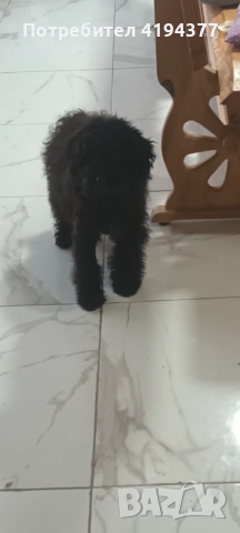 Той пудел , снимка 8 - Пудели - 52927350