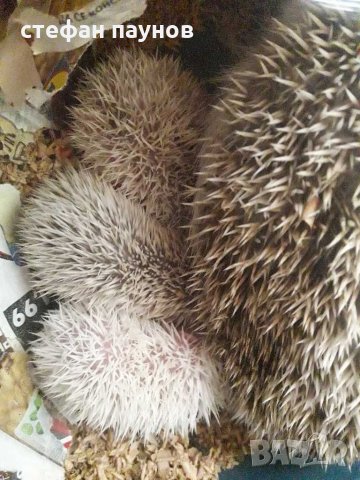 Африкански мини таралежи, снимка 2 - Таралеж - 30536220