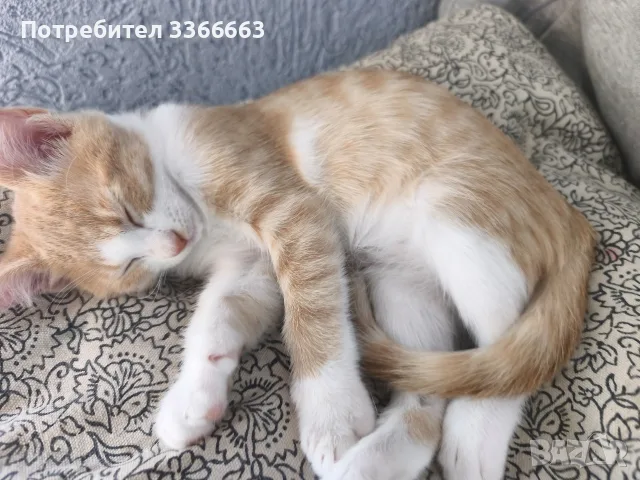 Подарявам котенца, снимка 2 - Други - 56524467