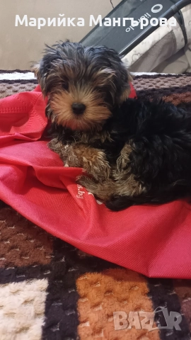 Мъжки мини йорки , снимка 6 - Йоркширски териер - 52923794