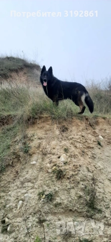 Немски Овчарки, снимка 10 - Немска овчарка - 54010323