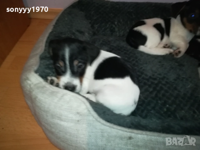 джак ръсел женски кутрета с паспорт и ваксина 1910251308, снимка 15 - Джак ръсел териер - 52105790