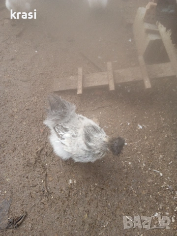 Копринки петлета, снимка 6 - Кокошки и пуйки - 53280544