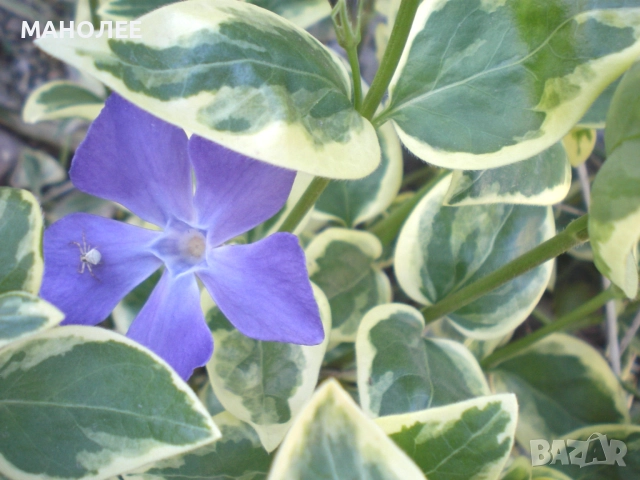 👉🪴🪻🌷🌺Винка🍀🌺